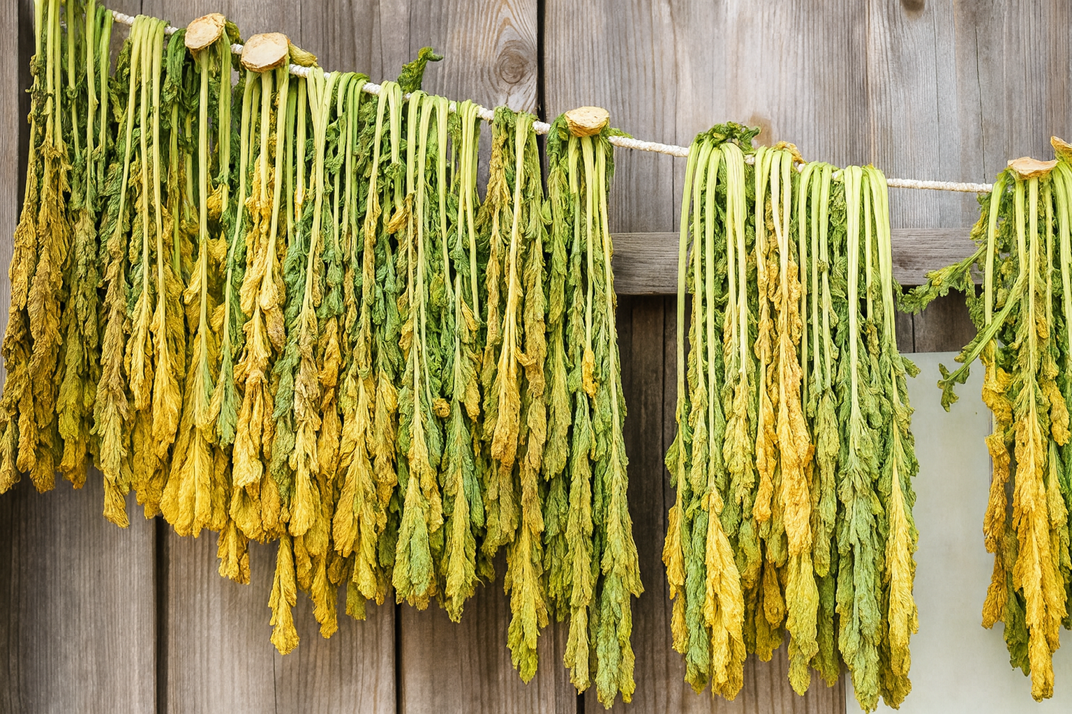 시래기를 말리는 모습 이미지