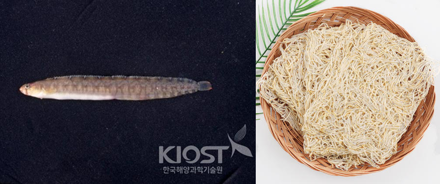 Images of a Blenniiformes fish and dried bangeo-po