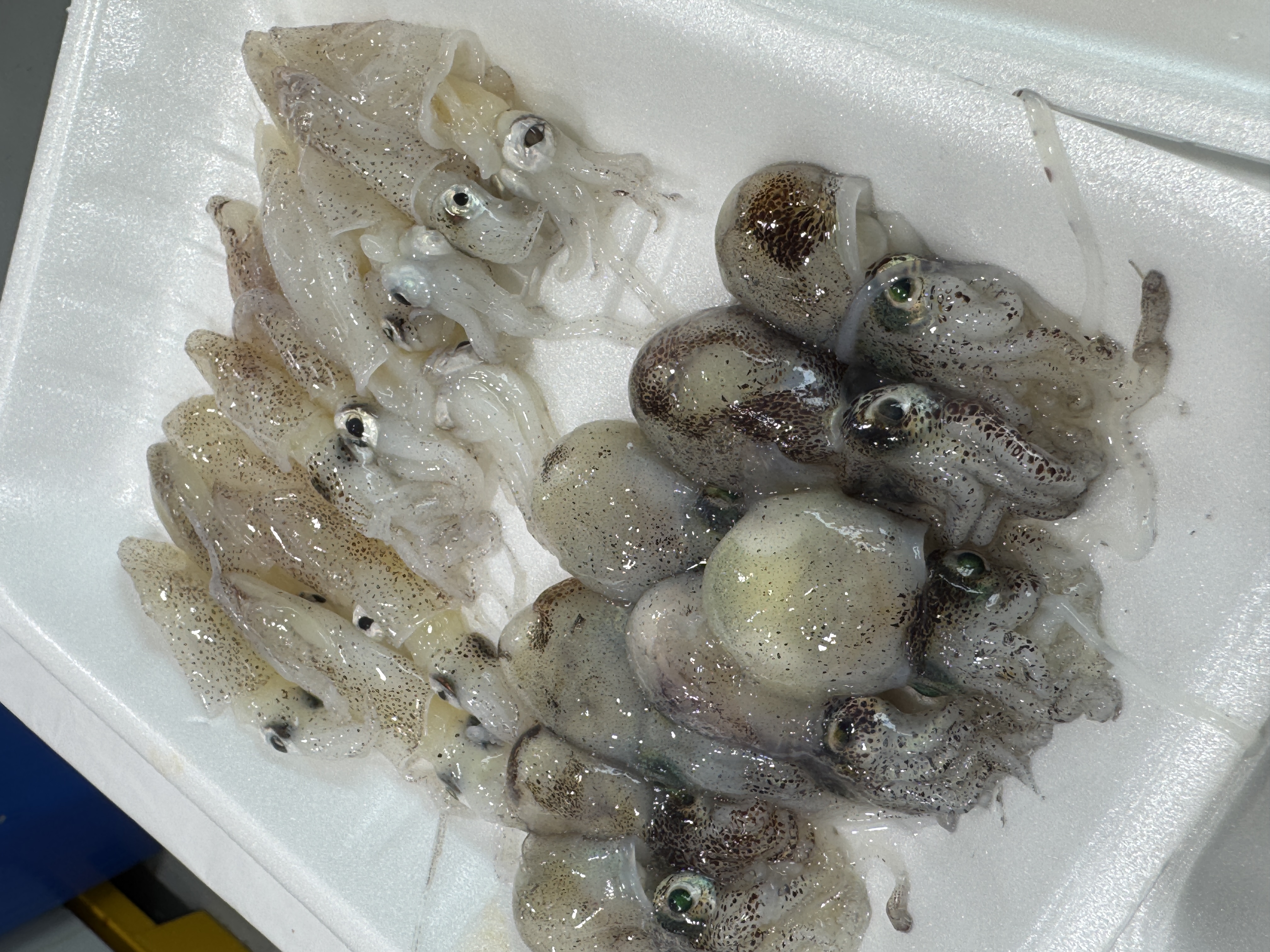 호래기와 귀꼴뚜기회