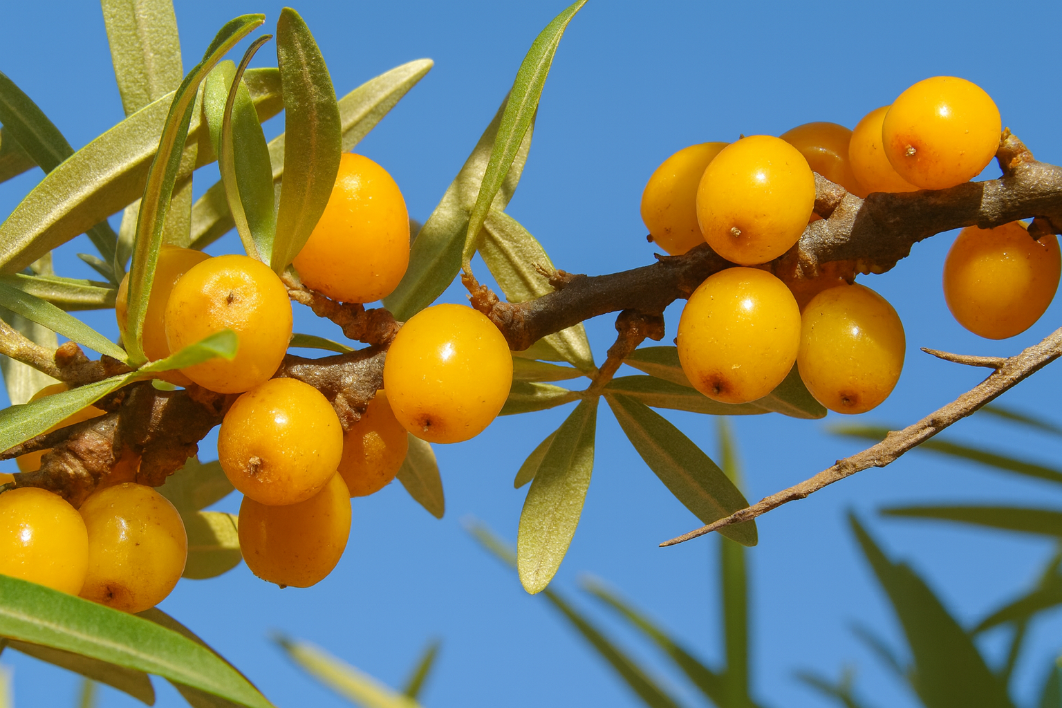 몽골의 황금빛 보물, 차차르가니 슈스
